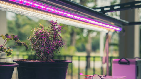 Comment utiliser une lampe horticole ?